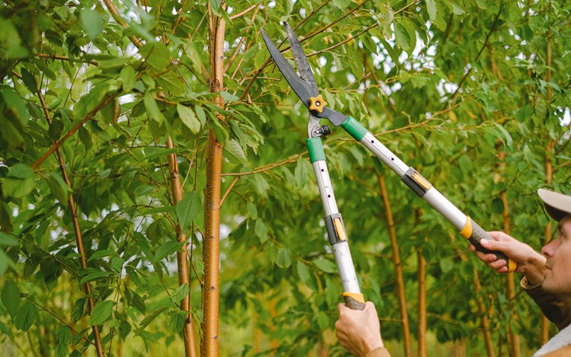 Tree trimming in Sabula, IA